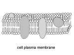 CellMembraneDrawing.png
